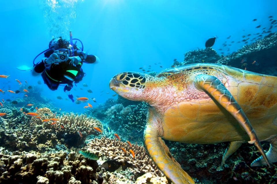Scuba Diving