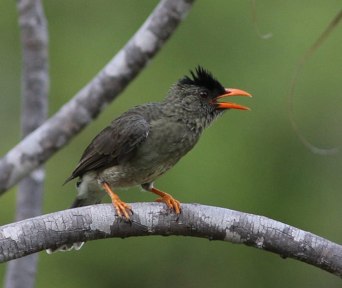 Wild life tours & bird watching