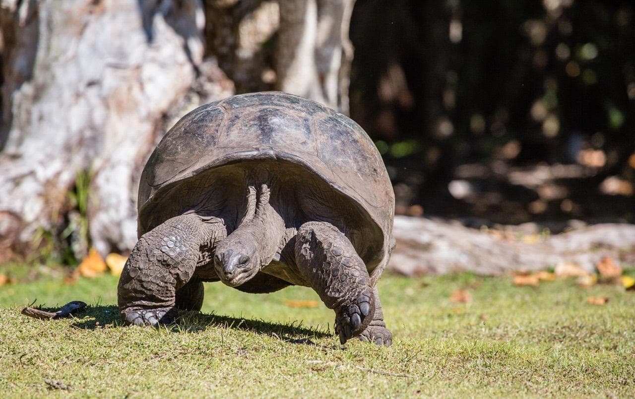 Half day Curieuse and St Pierre Island Seychelles – 4hrs