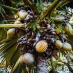 Discover Praslin Island