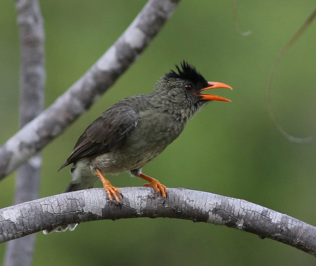Wild life tours & bird watching