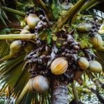 Discover Praslin Island
